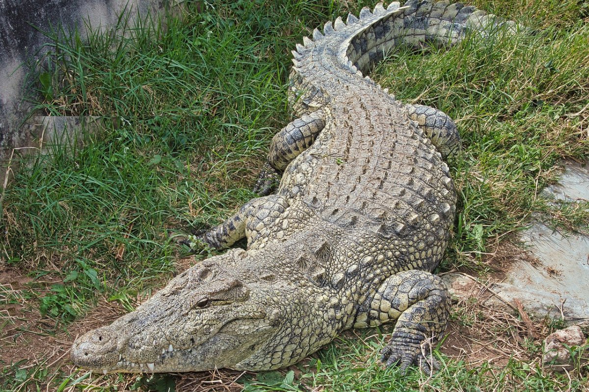 крокодил.jpg